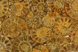 Composite Plate Of Agatized Ammonite Fossils #130567-1